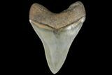 Serrated, Fossil Megalodon Tooth - Collector Quality #134290-2